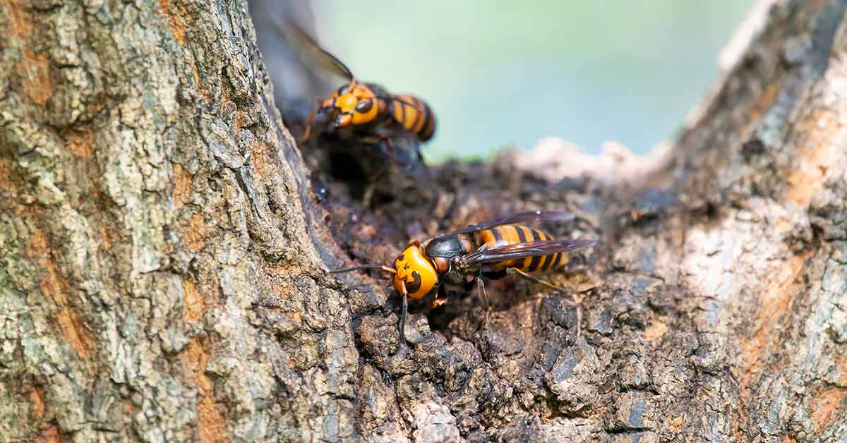 species of hornets
