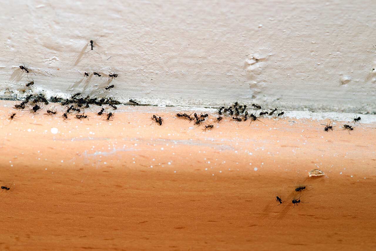 Ant Infestation 