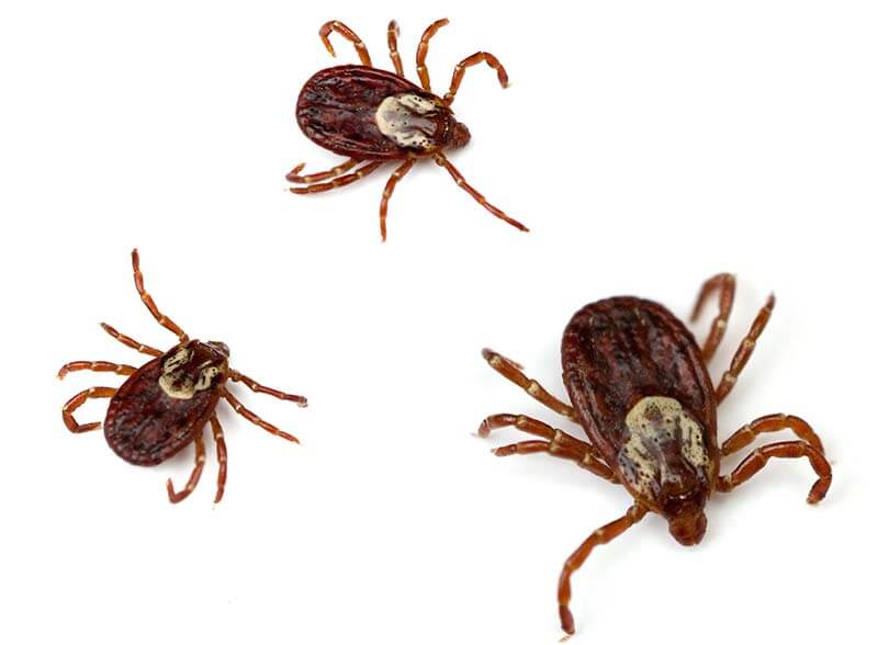 Found across the U.S. east of the Rocky Mountains, American dog ticks also have a limited presence on the Pacific coast.