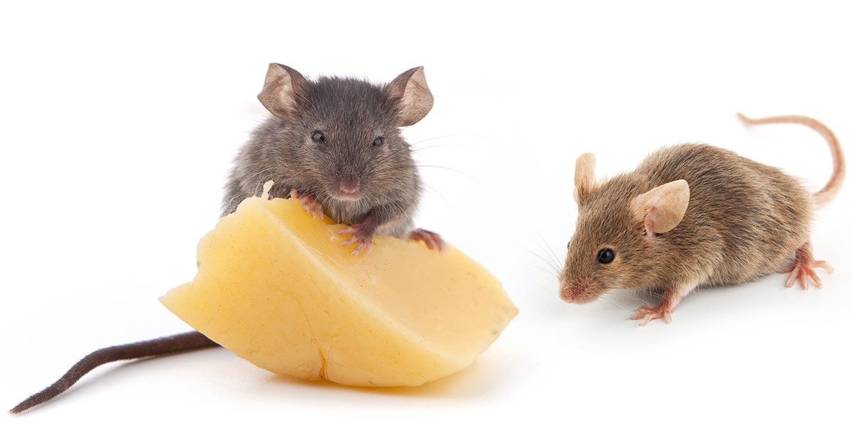 Which mousetrap is best for your home or apartment? 