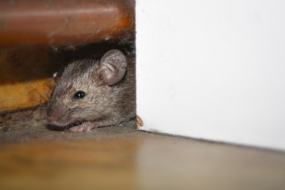 How to Catch a Mouse - Mousetrap - House Mice 