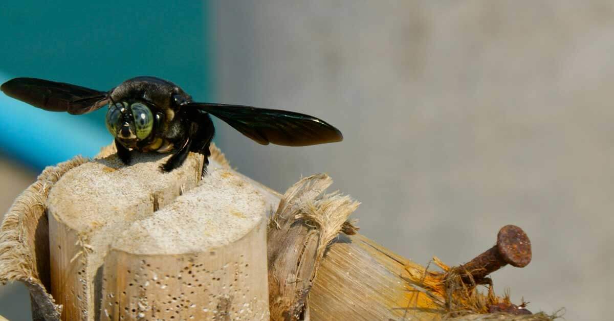 are carpenter bees dangerous to dogs