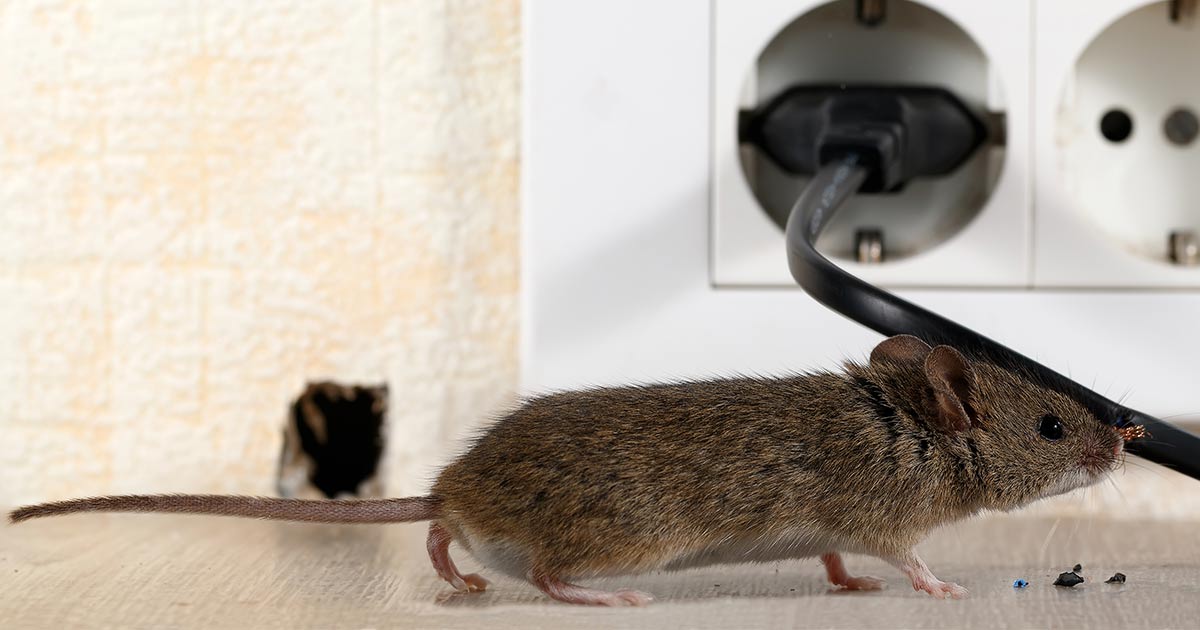 Best Way to Get Rid of Mice