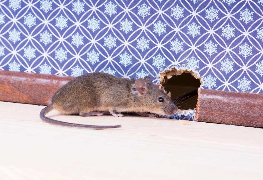 The Best Techniques for Trapping Rats Outside