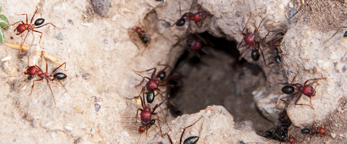 giant queen red ant