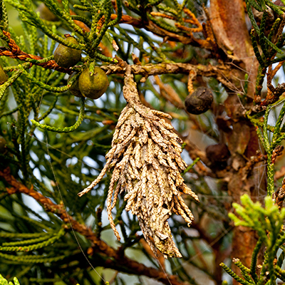 bagworm larvae