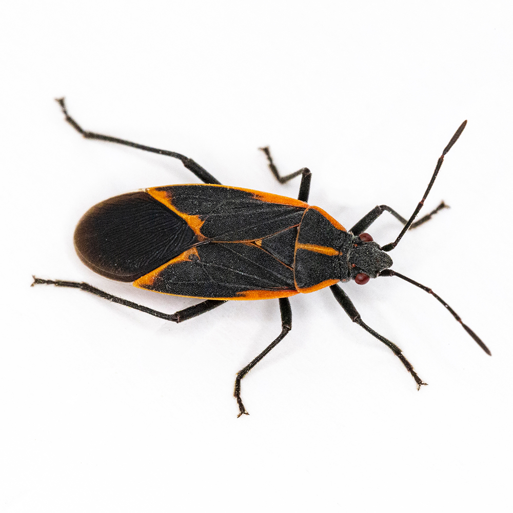 boxelder-bug