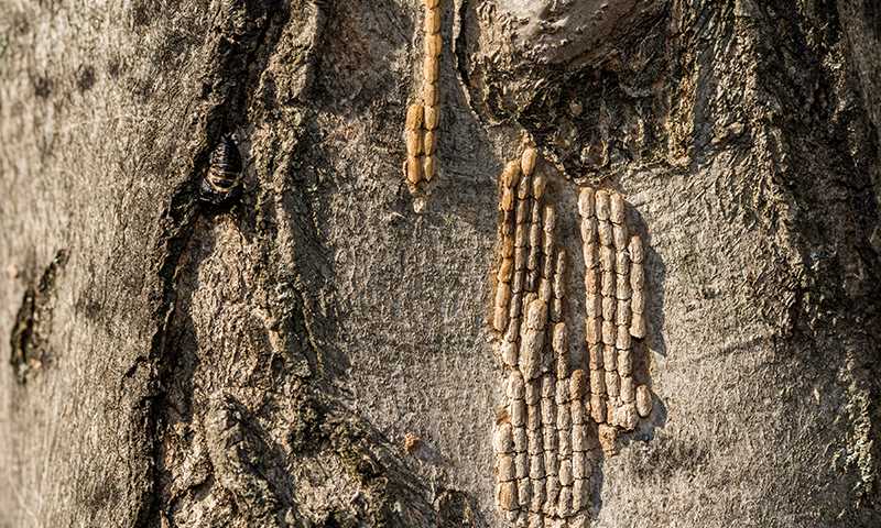 how to protect your property against spotted lanternfly
