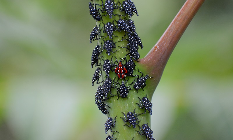what to do when you find a spotted lanternfly
