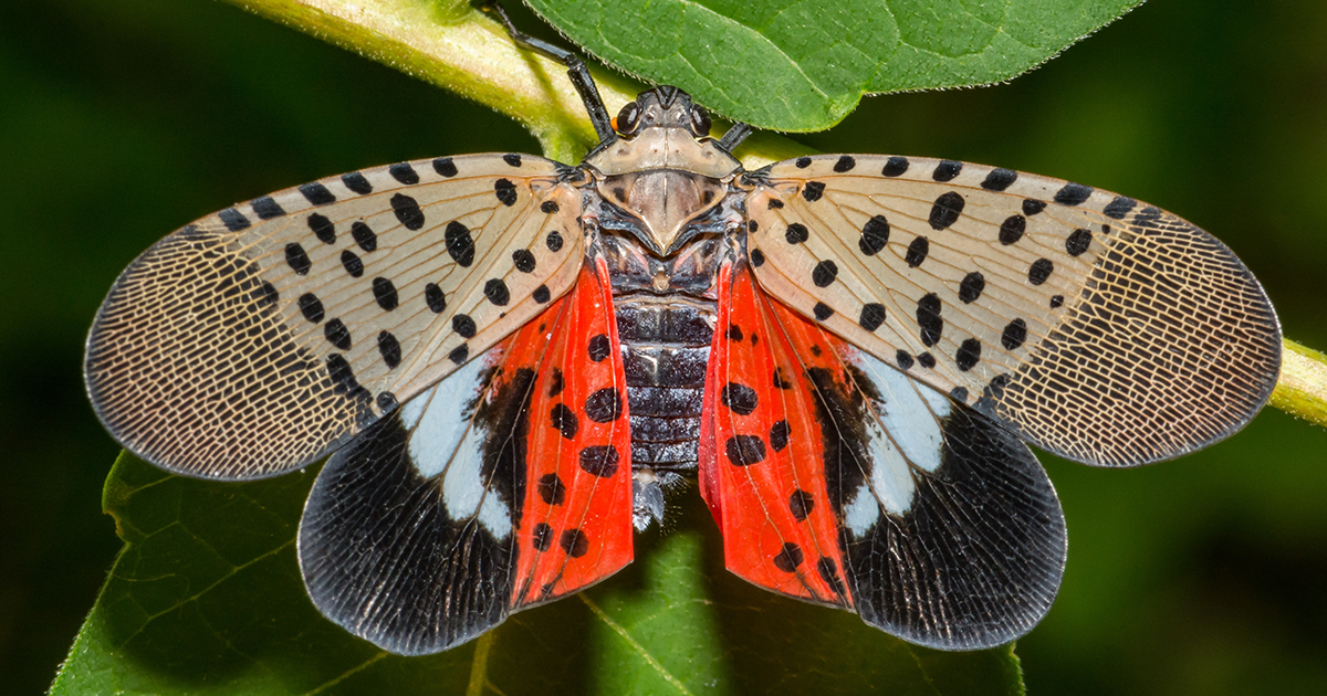 Adults spotted lanternfly with its pinkish-tan wings spread open to show bright red patches and black and white spots. 