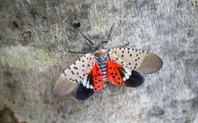 adult spotted lanternfly