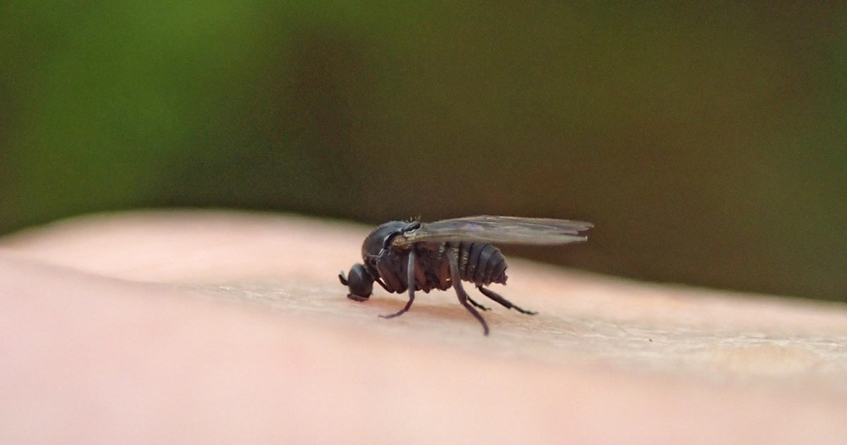 How to Kill and Control Black Flies in Your Yard
