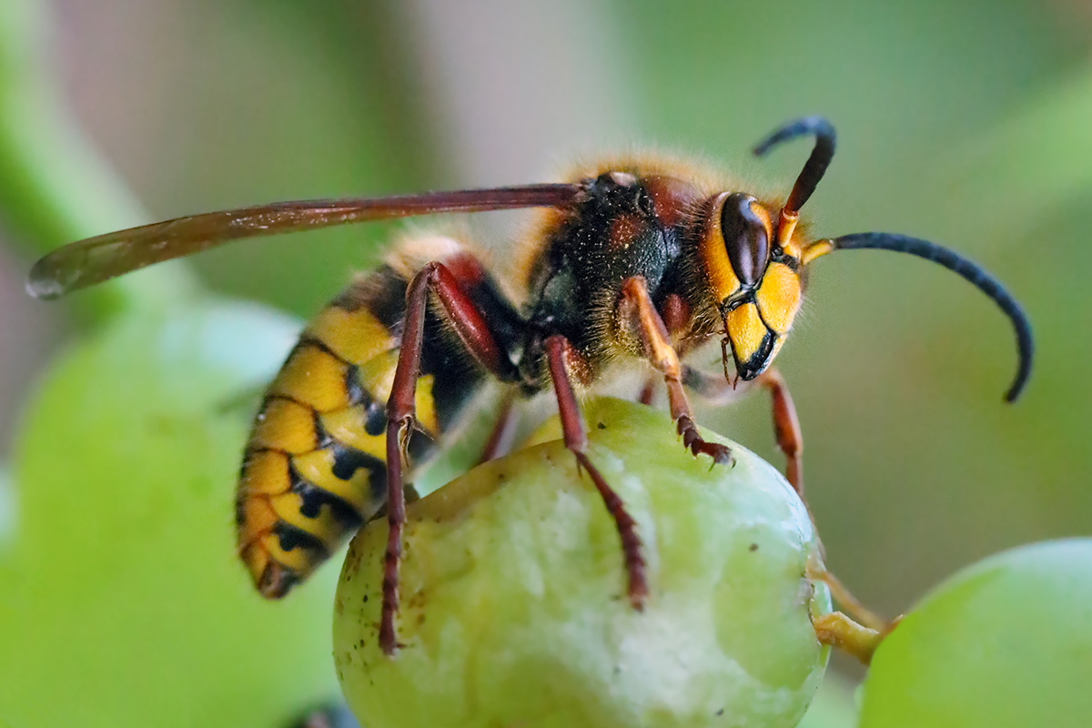 European hornet sitting on a grape.