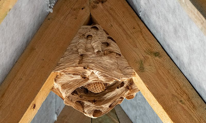 protecting against hornets