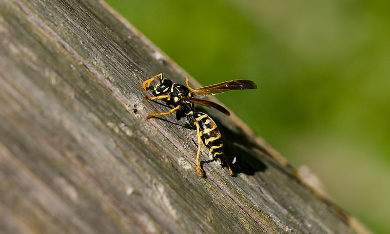 identifying common wasps
