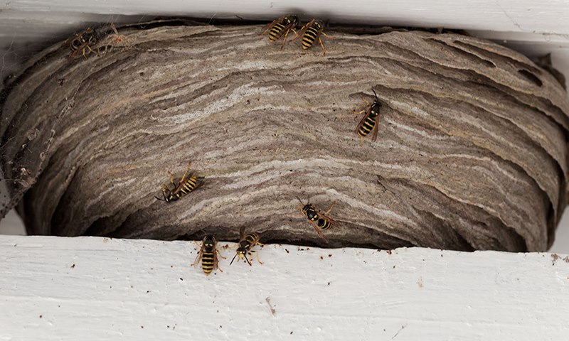 protecting against wasps