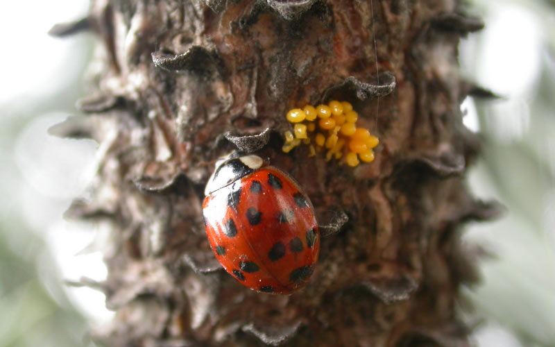 3 Easy Ways to Get Rid of Asian Lady Beetles - wikiHow