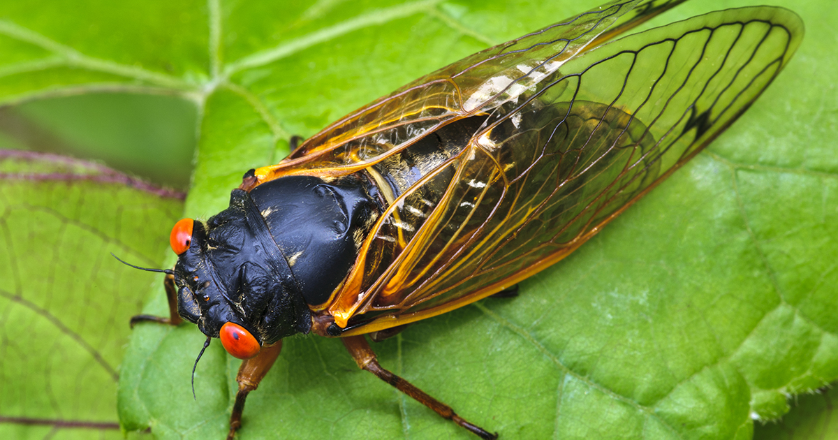 Nuisance periodical cicadas appear in large numbers, disrupting lives and landscapes.