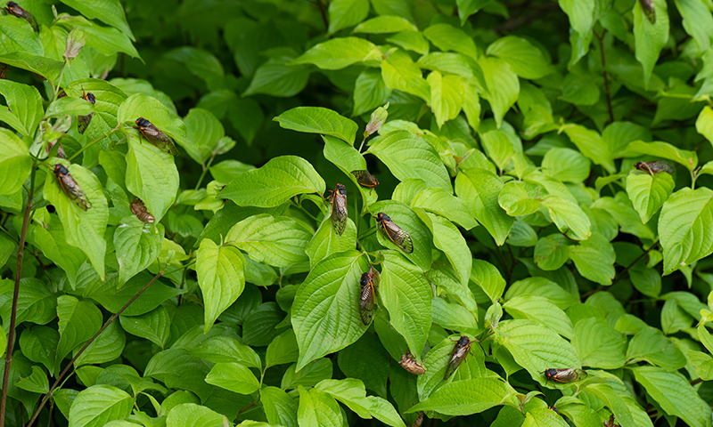 protection against nuisance cicadas