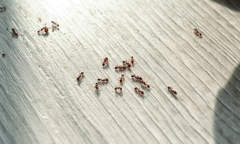 how to kill indoor pests the easy way