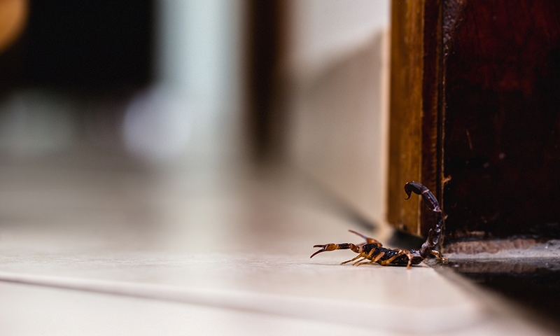 how to fight pests inside and outside