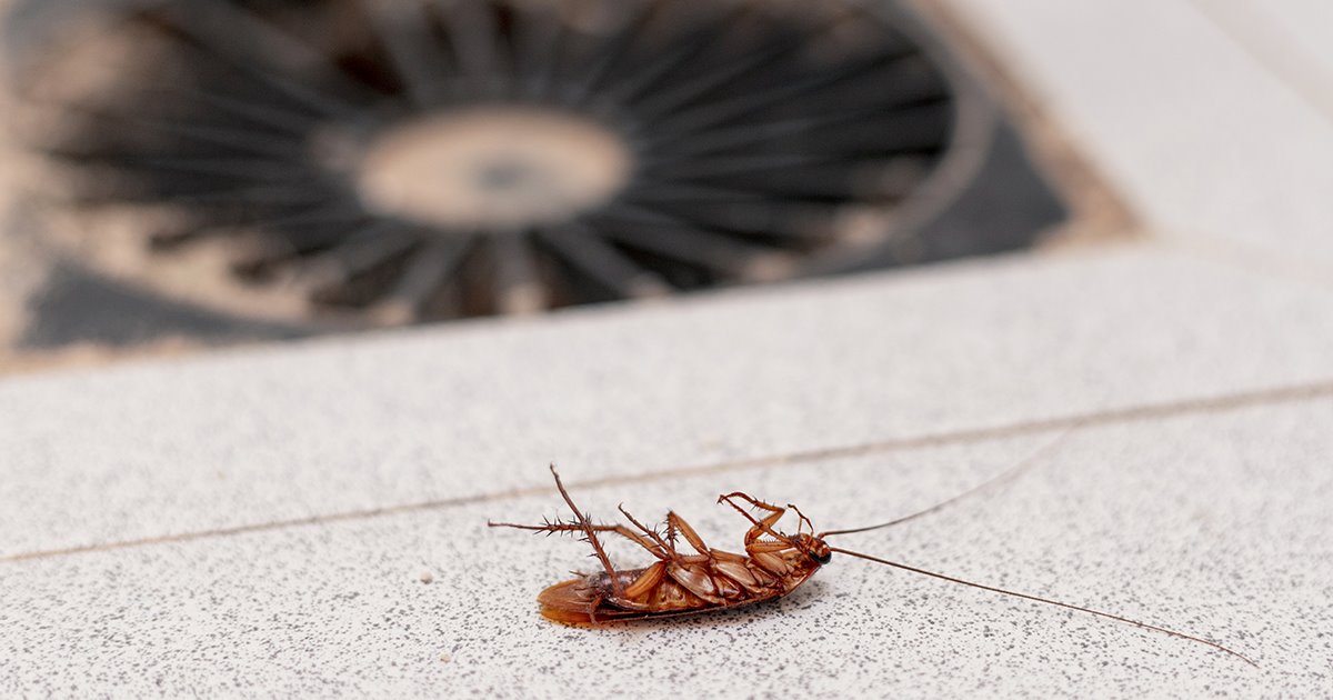 A dead cockroach lying on its back on a kitchen counter next to a stove.
