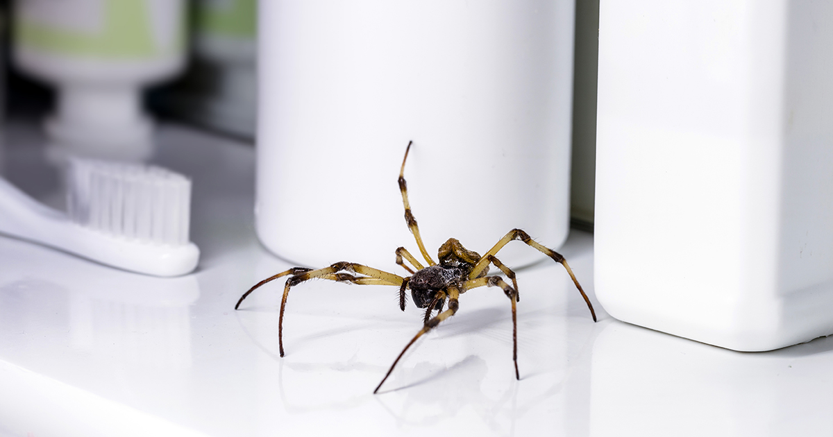 A large spider indoors on a bathroom shelf with a toothbrush and other items in the background