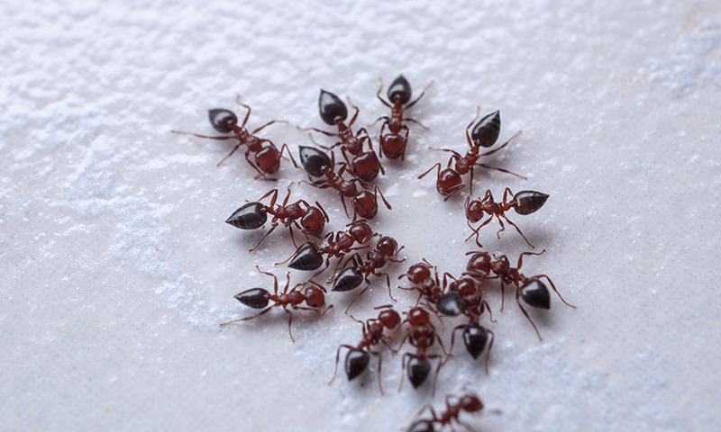 kill ants and spiders in your home
