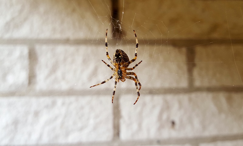 stop ants and spiders outside your home