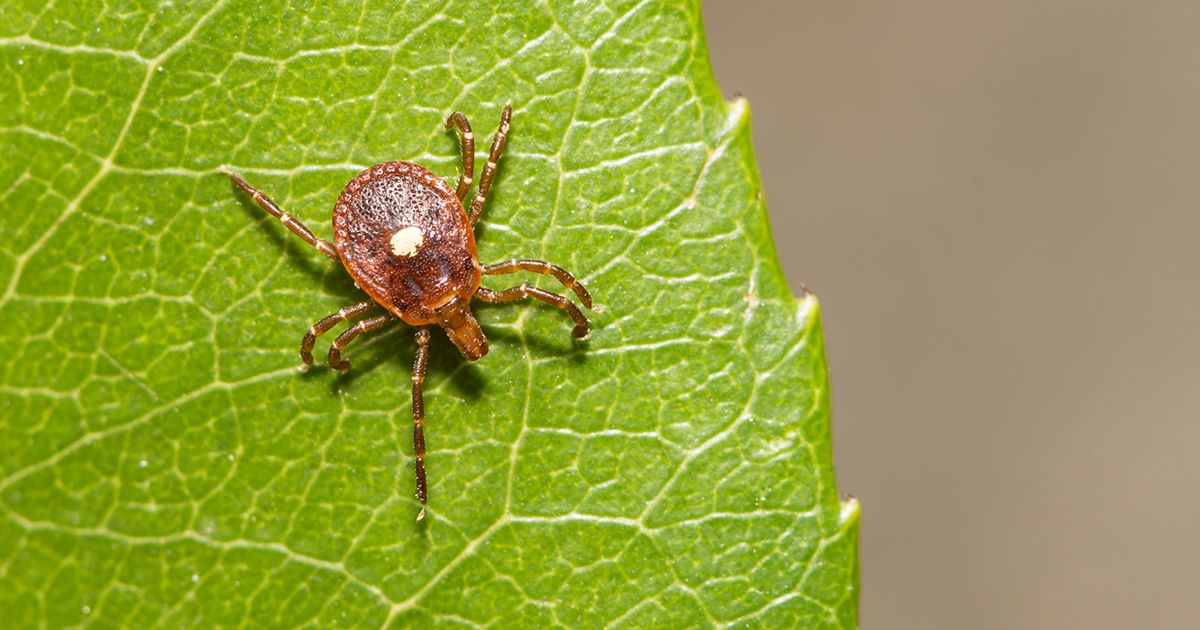 tick on leaf