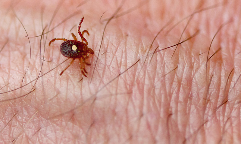 tick on skin