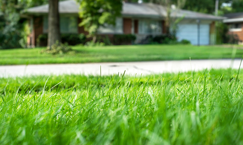 ticks thrive in tall grass