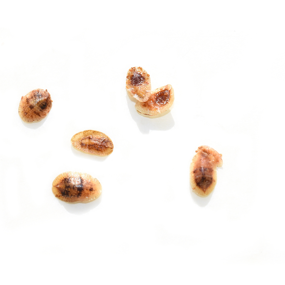 Brown scale insects