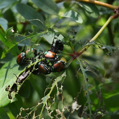 japanese beetle larvae control