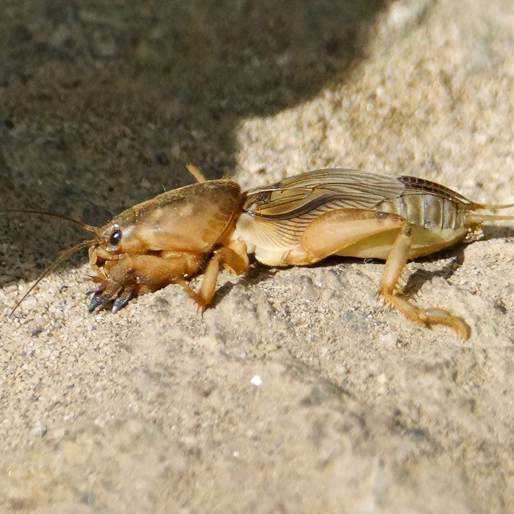 mole cricket