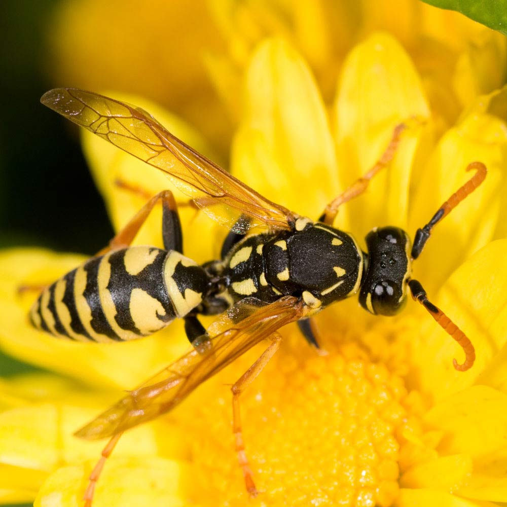 Wasp Sting Pussy