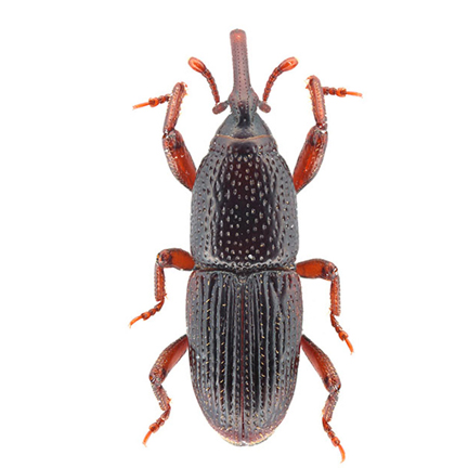 wheat weevil hero