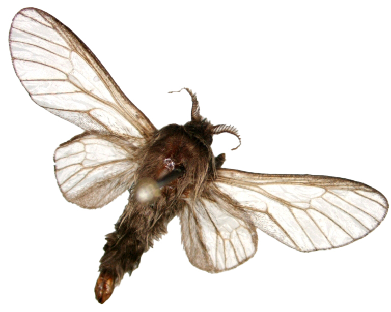 adult bagworm