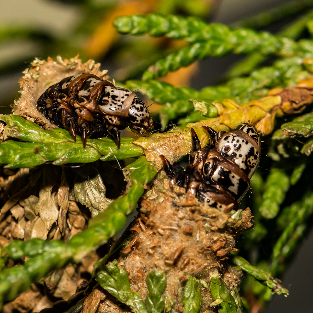 adult-bagworms-in-bags