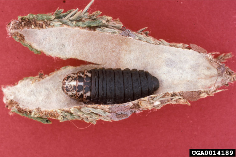 bagworm-pupae