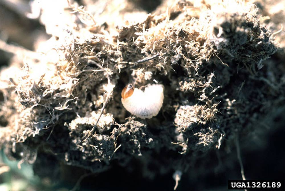 billbug larvae and bluegrass crown damage