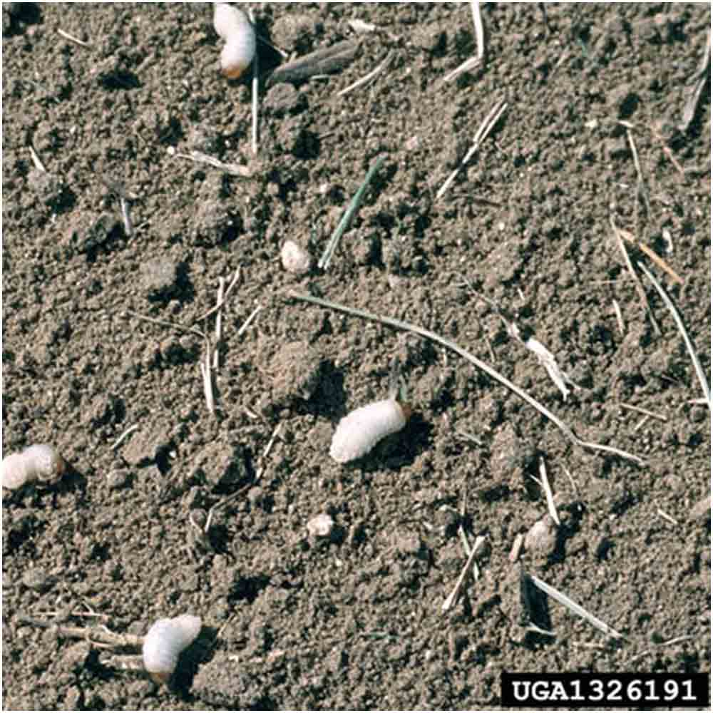 billbug larvae uncovered under sod