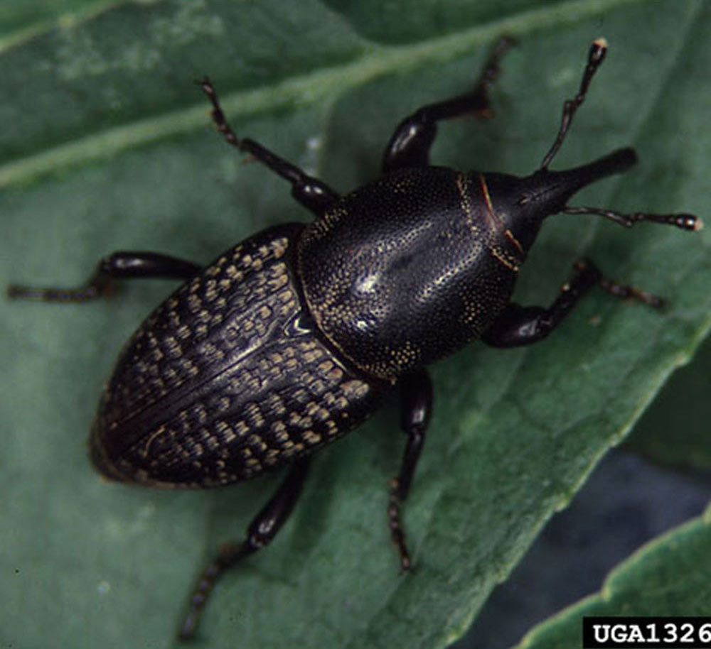 rocky mountain billbug