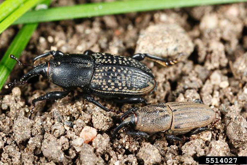 two types of billbugs