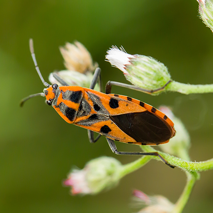 boxelder-bug-on-flower