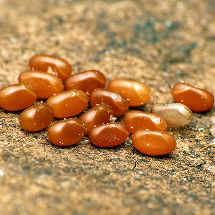 boxelder-eggs