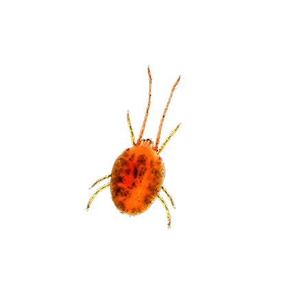clover mite