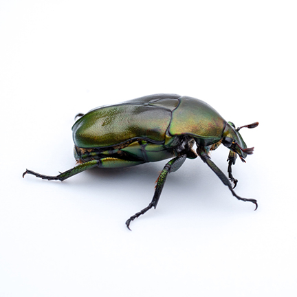 https://www.amdro.com/-/media/Project/OneWeb/Amdro/Images/pest-id/cover-images/beetles.jpg