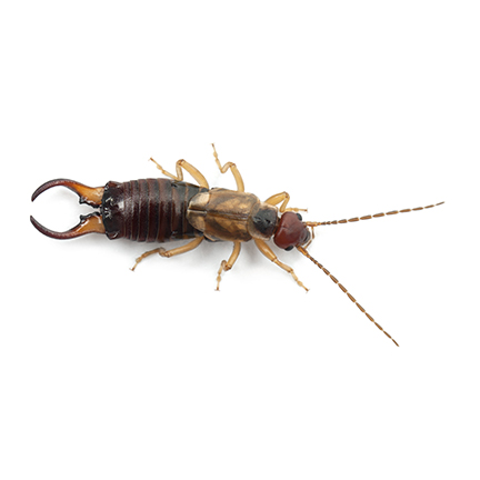 earwigs