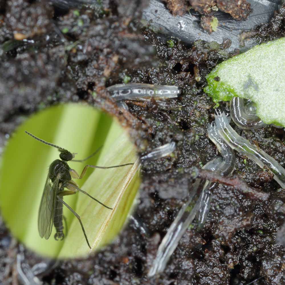 Fungus Gnats in Plants Look Like Little Flies—How to Kill Them